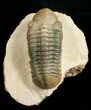 Inch Reedops Trilobite - Great Eyes #4931-4
